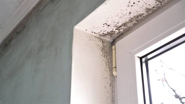Best Mold Damage Repair  in Dobson, NC