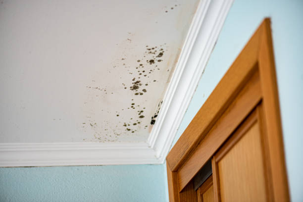 Best Commercial Mold Removal  in Dobson, NC