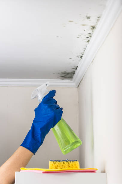 Best Mold Testing  in Dobson, NC