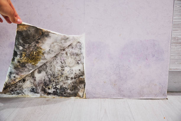 Mold Removal Process in Dobson, NC